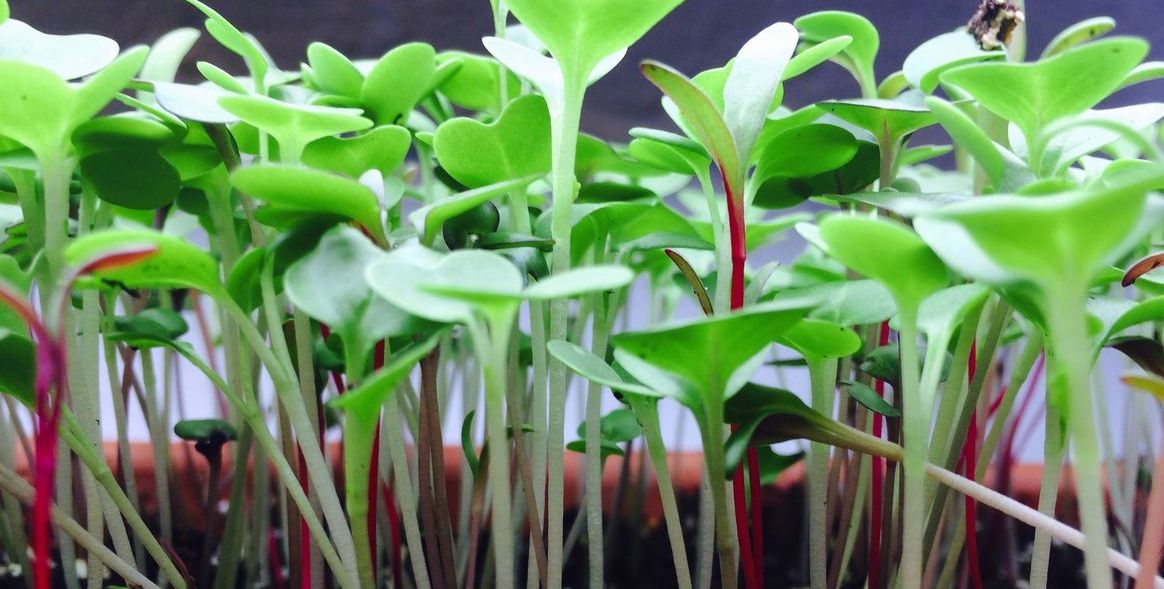 Young green plants with red stems in a pot