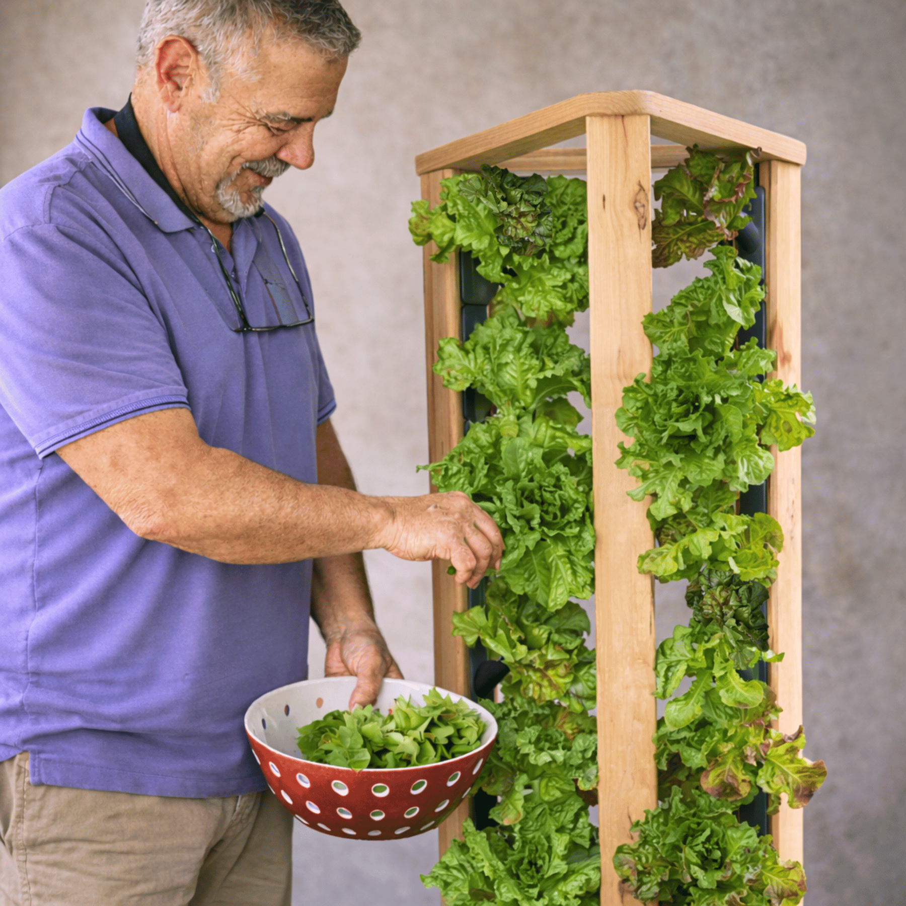 Dan (Eden Aeroponics owner) harvesting lettuce from a vertical garden system.