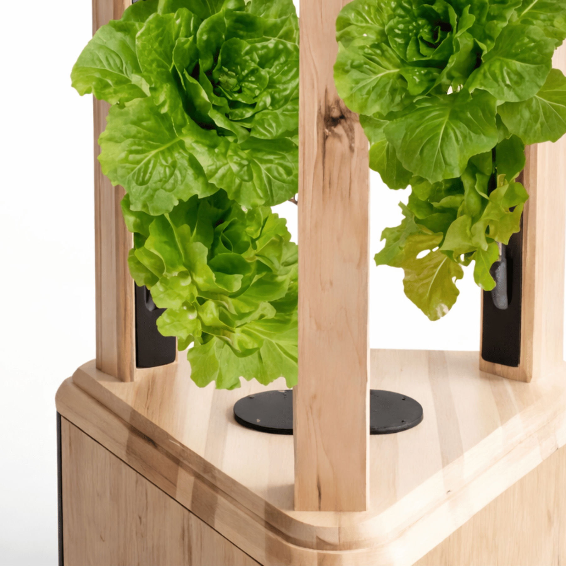 Hanging lettuce plants on a wooden aeroponic tower with a white background