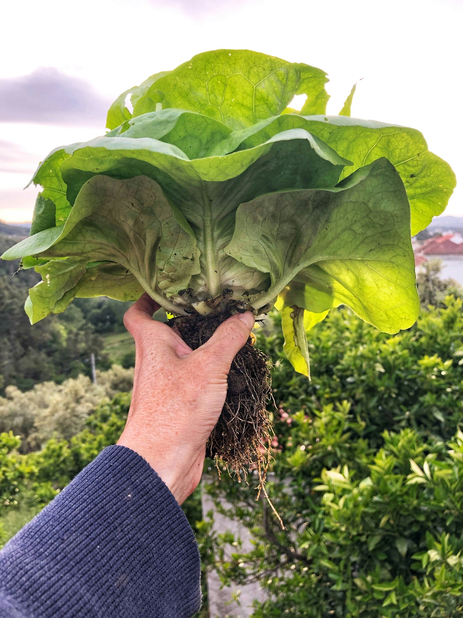 Hand holding a large leafy green vegetable with a natural background