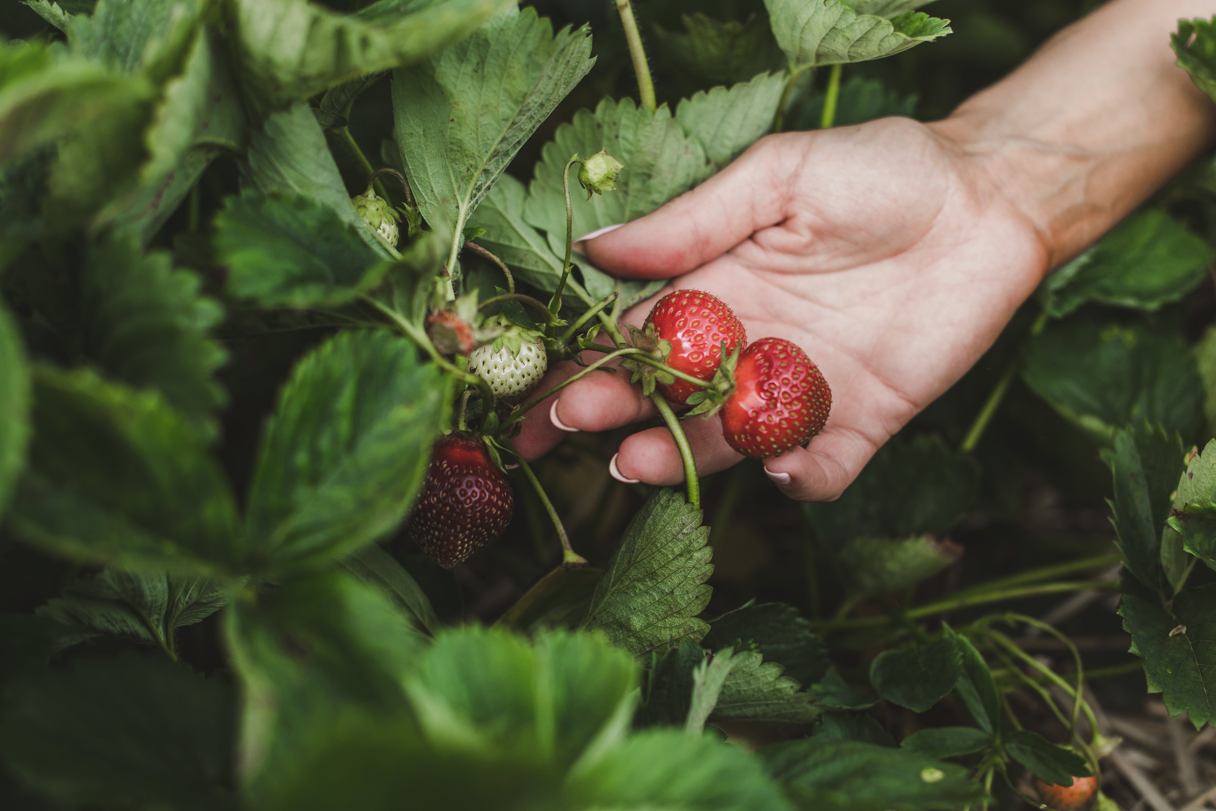 How to Grow Strawberries Indoors Using Your Eboo Aeroponic