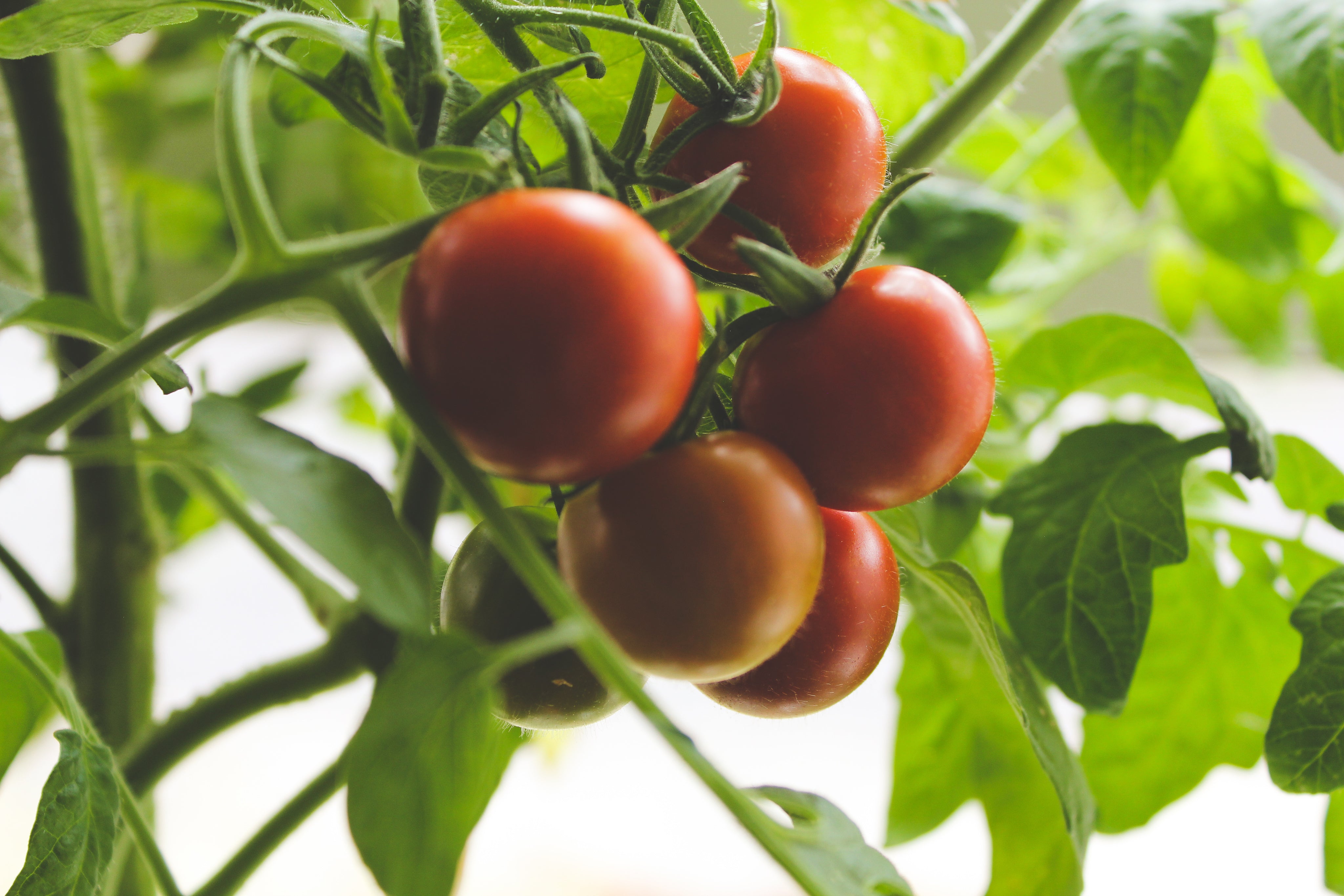 How to Grow Cherry Tomatoes Using Your Eboo Aeroponic