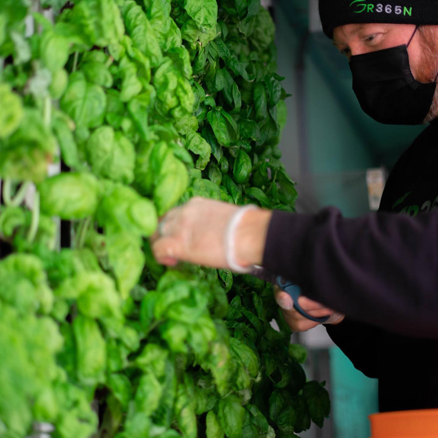 Person tending to a vertical garden with a focus on greenery