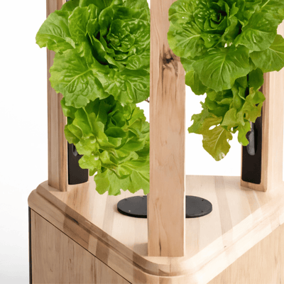 Hanging lettuce plants on a wooden aeroponic tower with a white background
