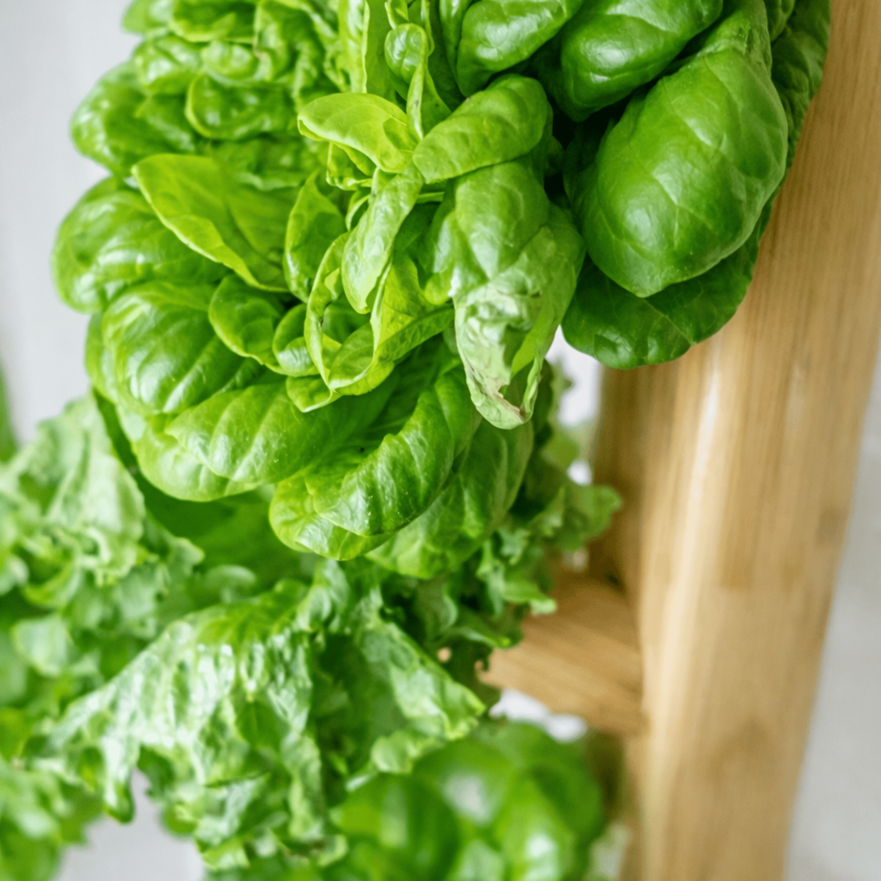Close-up of fresh green lettuce leaves on a wooden aeroponic tower