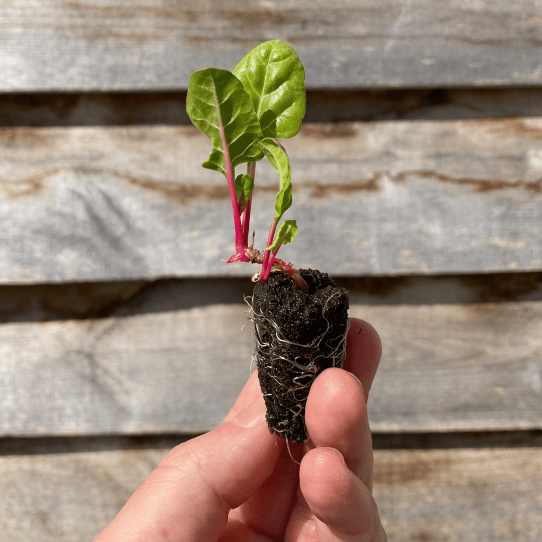 Small plant with roots still attached held by a hand against a wooden background