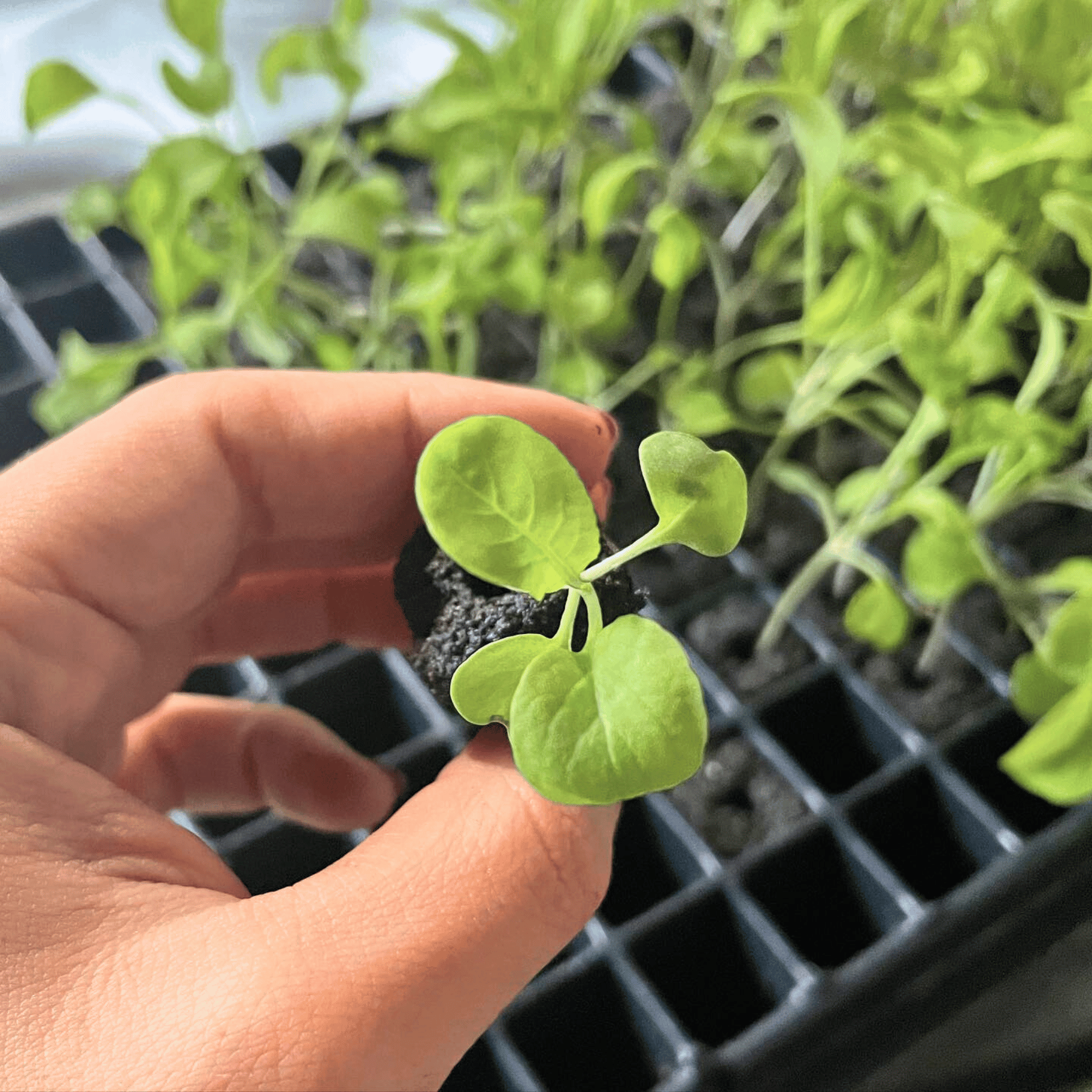 Hand holding a small green plant over a tray of seedlings