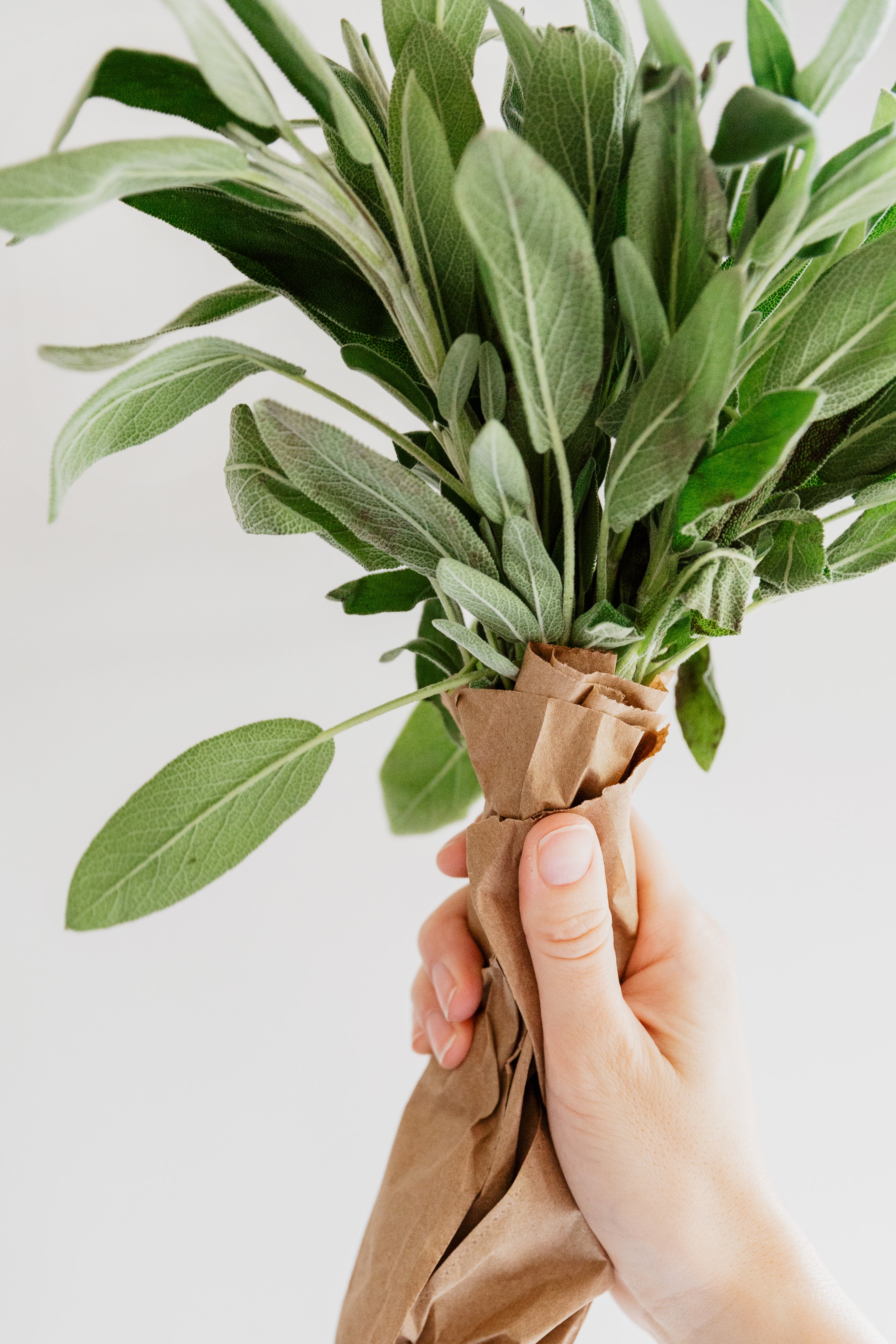 Holding bouquet of sage with kraft paper wrapped around the stems
