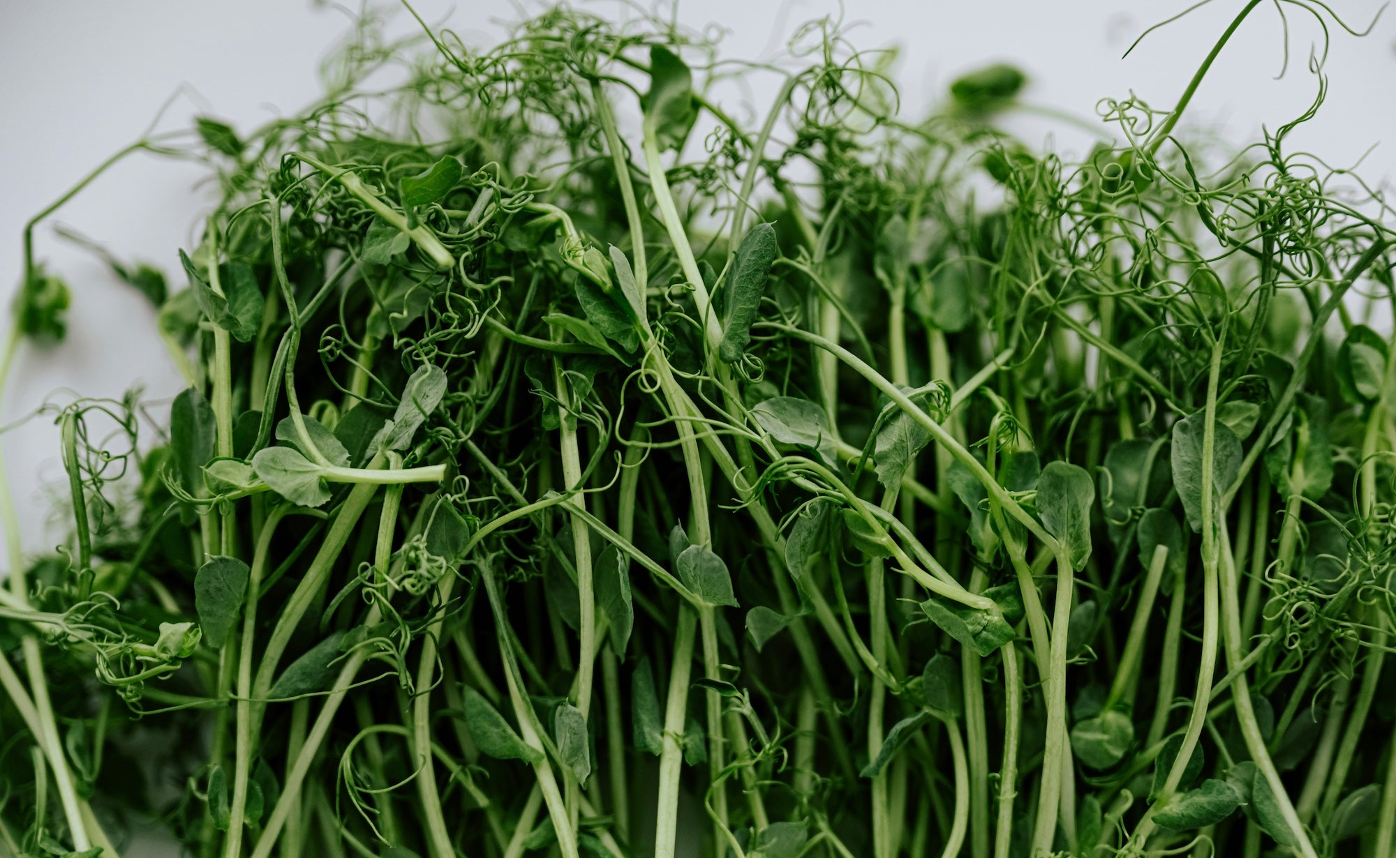 Close-up of fresh green microgreens on a white background