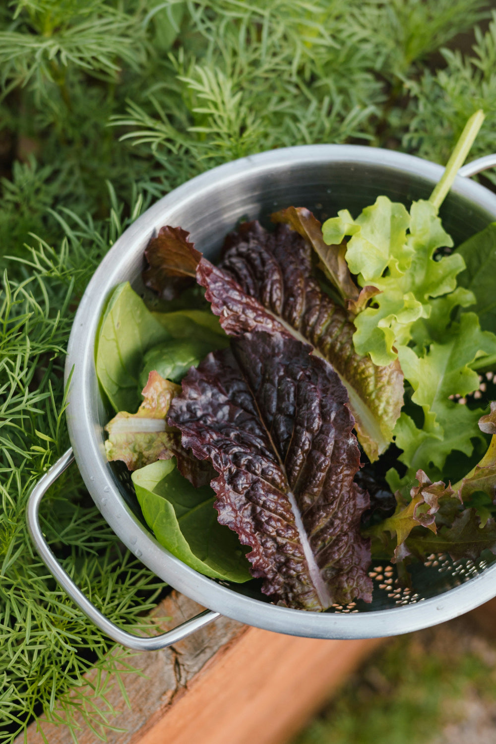 Metal colander with green and purple leafy vegetables on a bed of greenery